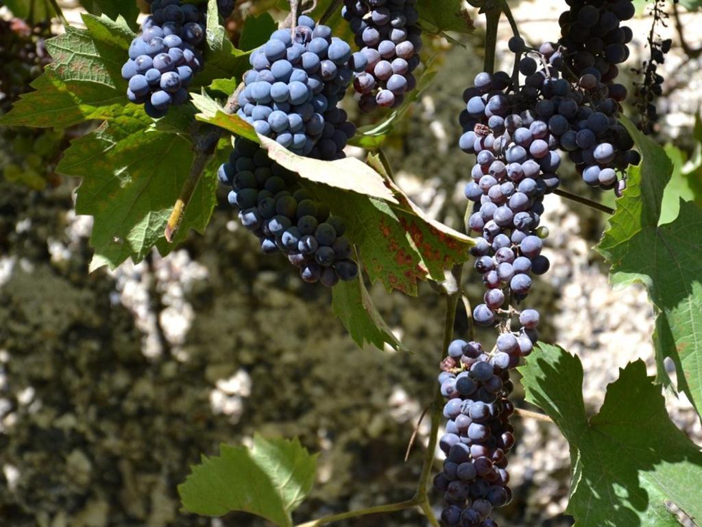 La Deviniere Hotell Donzère Rum bild